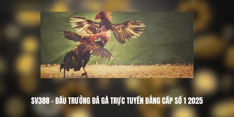 Đá Gà SV388 – Giải Trí Đỉnh Cao Từ Đấu Trường Gà Thomo